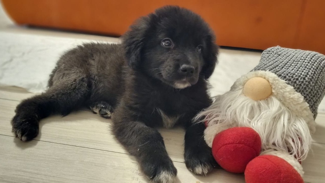 Stella