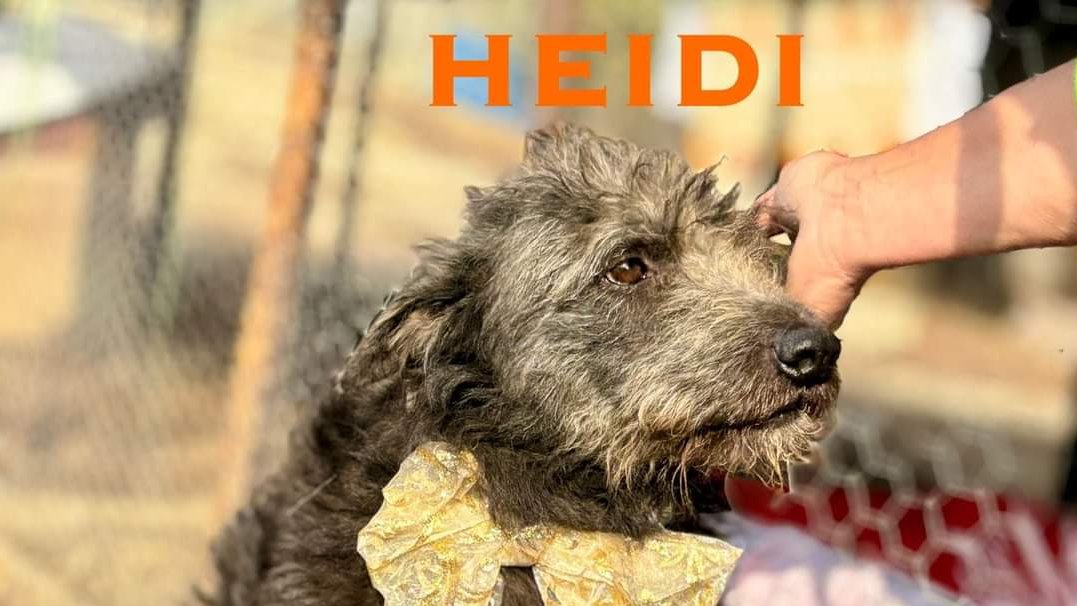 Heidi