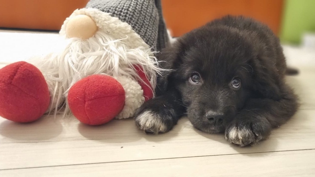 Stella